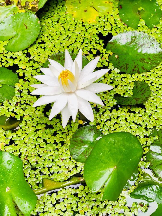 Pearl House Resort Anuradhapura Dış mekan fotoğraf