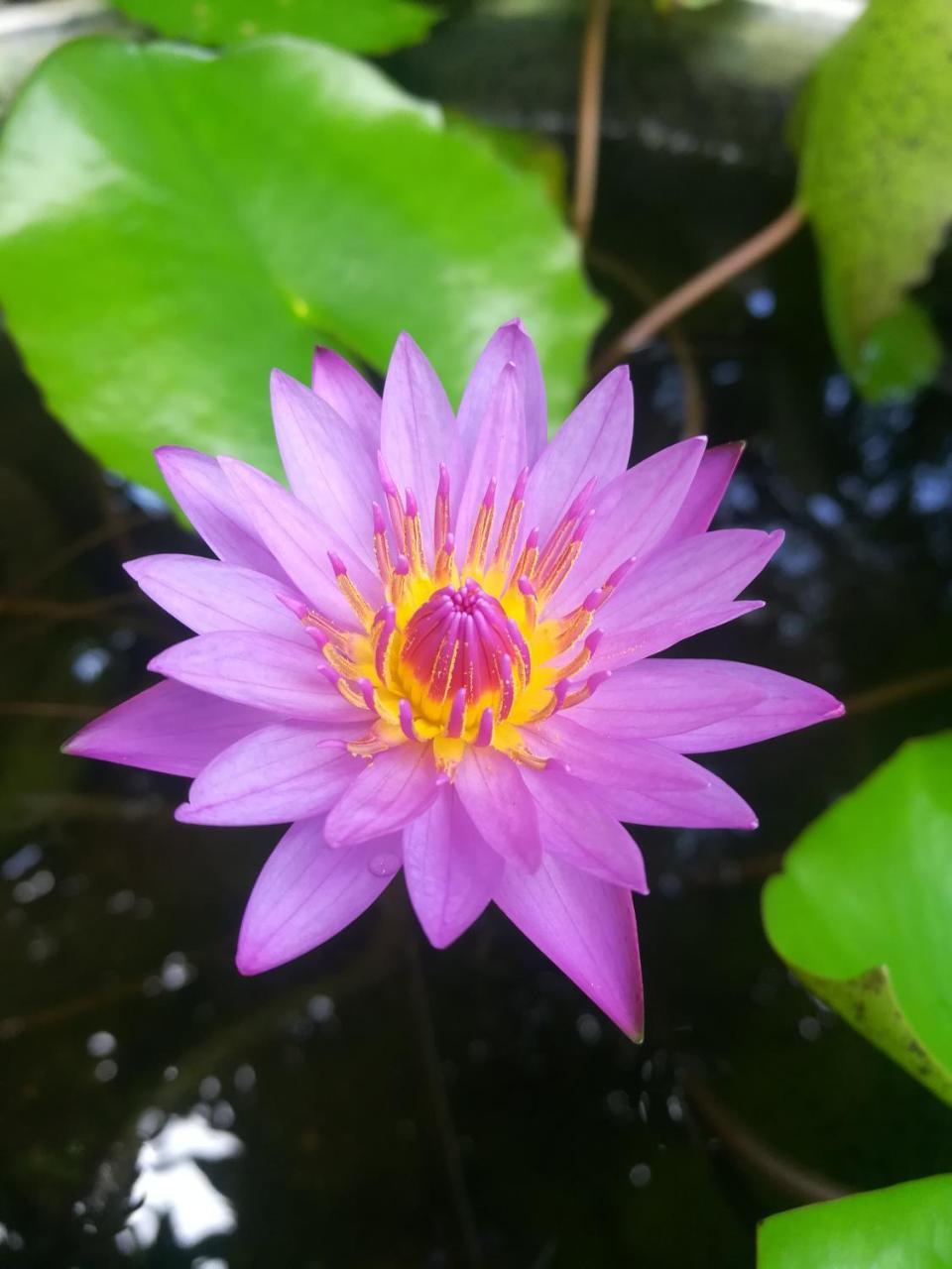 Pearl House Resort Anuradhapura Dış mekan fotoğraf